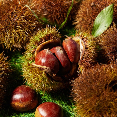 25년 햇밤 공주밤 알밤 2kg, 달콤함에 반했어요!