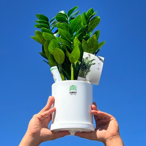 금전수 돈나무 개업화분 솔직 후기 (구매 전환 최적화)