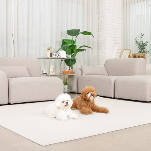 초코펫하우스 레더 매트 한 달 사용기: 우리 집 강아지 만족도 UP!