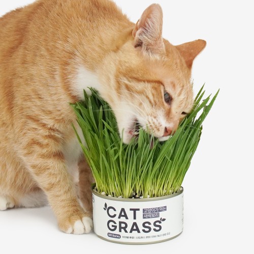 펫팀 캣그라스 한 달 사용기: 집사들의 필수템 등극!